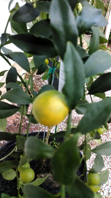 Kumquat2