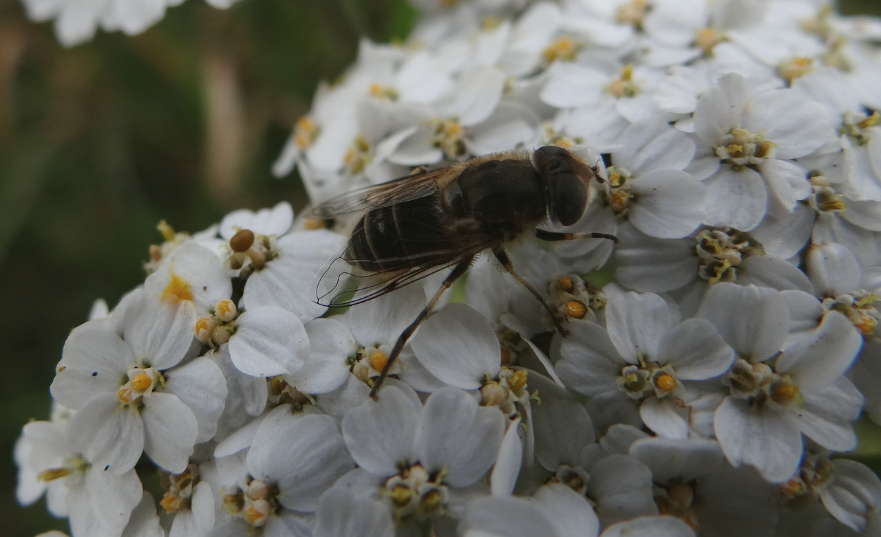 HOVERFLY 1