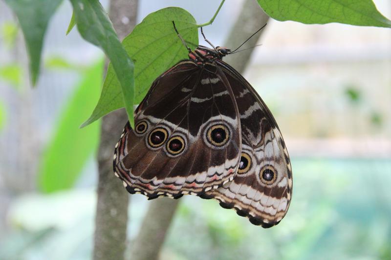 DIA 11: TIROLINAS EN MONTEVERDE Y TOUR NOCTURNO POR LA SELVA - DE TORTUGAS Y PEREZOSOS. COSTA RICA 2019 (44)