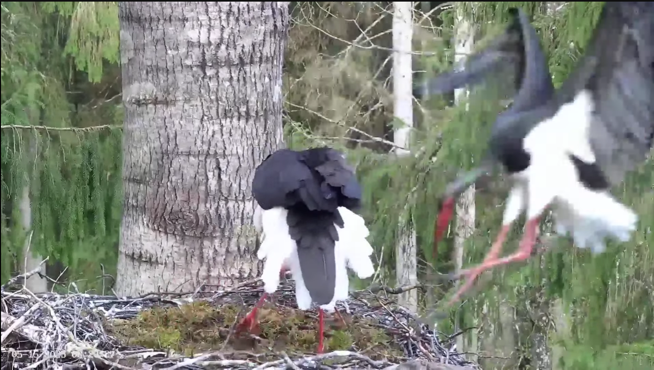 Ekrānuzņēmums 2025-05-15 113054