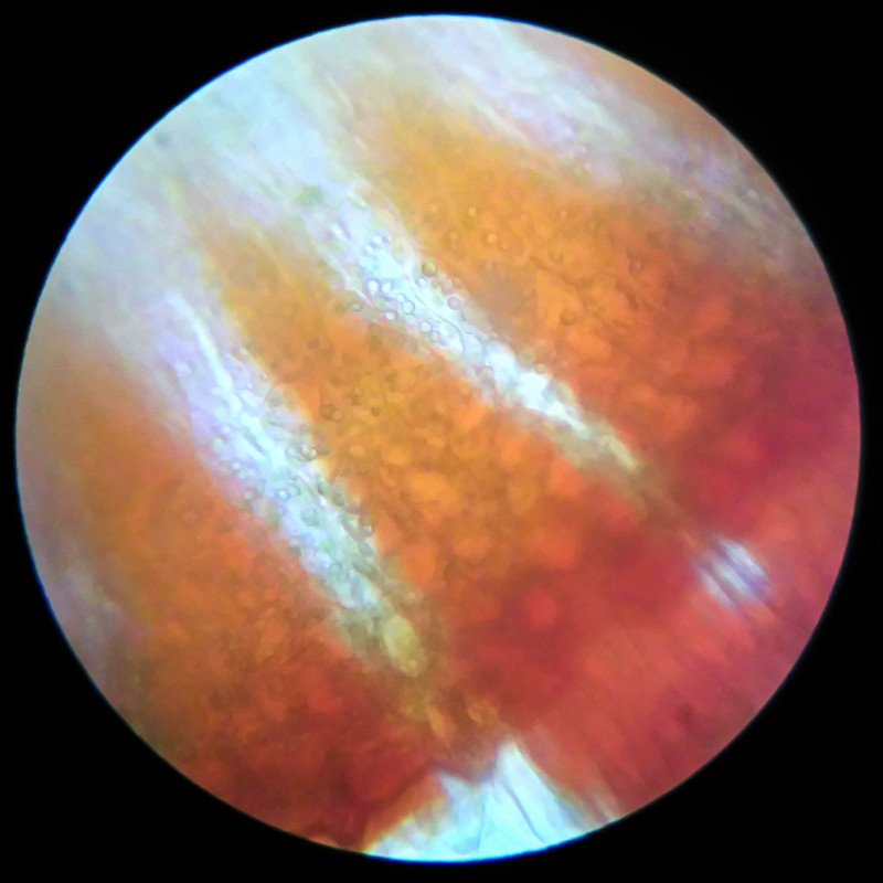 IMG 20250617 121146 HDR