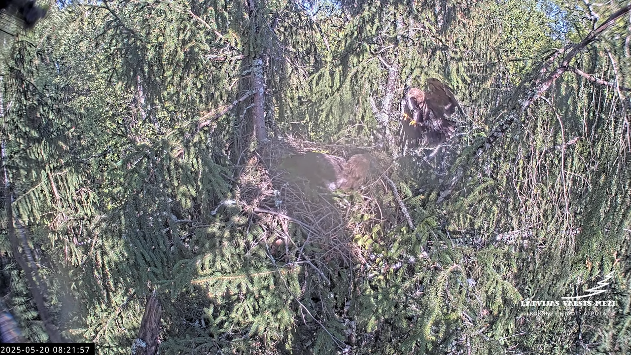 LVM mazais ērglis Lisiņa, egle2 – Lesser Spotted Eagle 11-3-12 screenshot