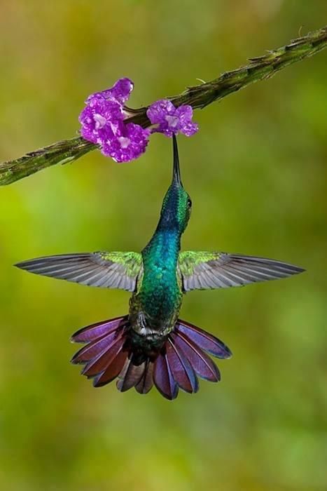 purplehummingbird.jpg