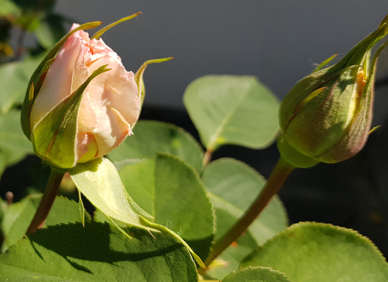 [Image: y20200415-124619.jpg]