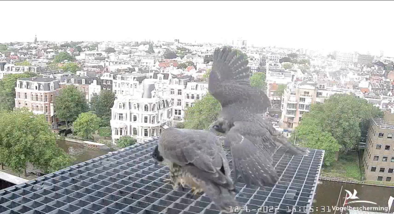 Amsterdam/Rijksmuseum screenshots © Beleef de Lente/Vogelbescherming Nederland - Pagina 29 Video-2022-06-18-180714-Moment-2