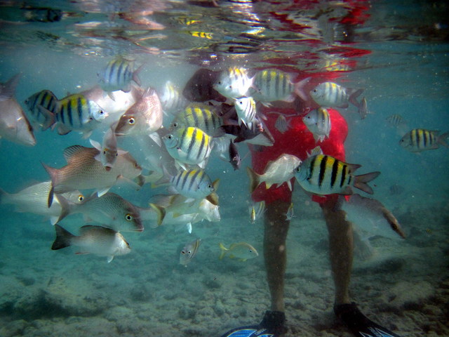 Snorkel en Riviera Maya - México - Foro Riviera Maya y Caribe Mexicano