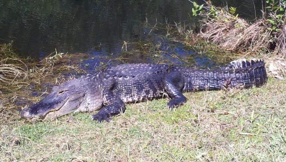 FB_IMG_1530295242011