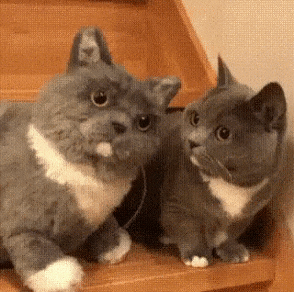 vk-AYDd9.gif