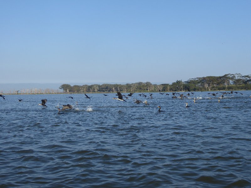 Un poquito de Kenia: Lagos Naivasha y Nakuru, Samburu y Masai Mara - Blogs of Kenya - PARQUE NACIONAL DE LAGO NAIVASHA (12)