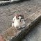 A small, lonely stray cat looking out from a rescue basket.