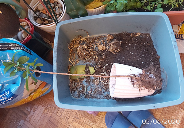 [Image: IMG-20200605-202728.jpg]