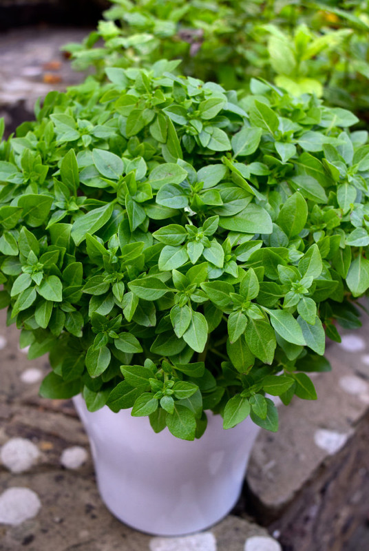 Origano u saksiji