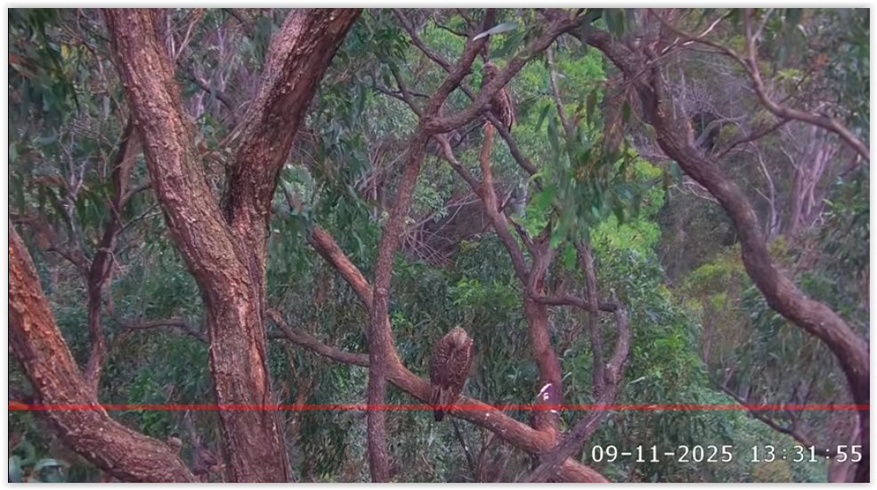 Screen Shot 11 09 25 at 03 34 AM