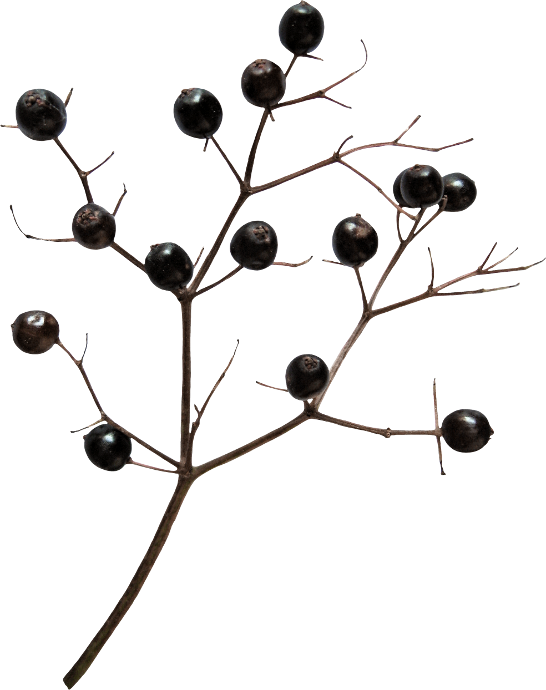 Autumn Witchery (139)