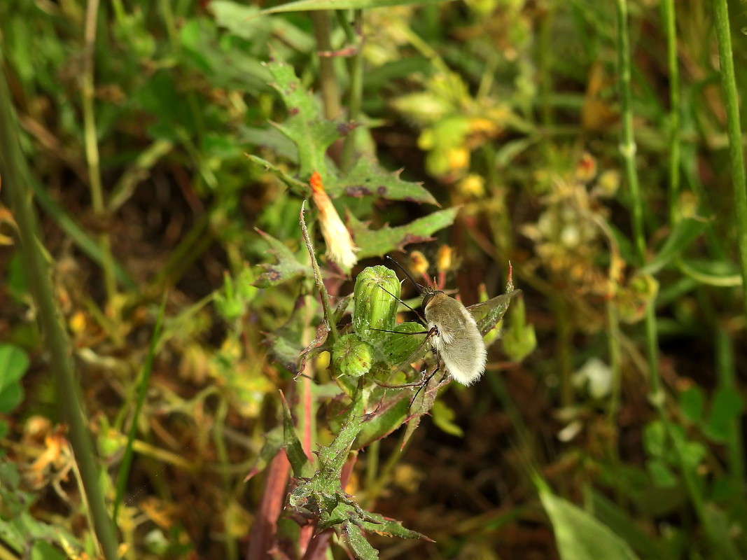 Seixal - Siderurgia (08-05-2020) (6)