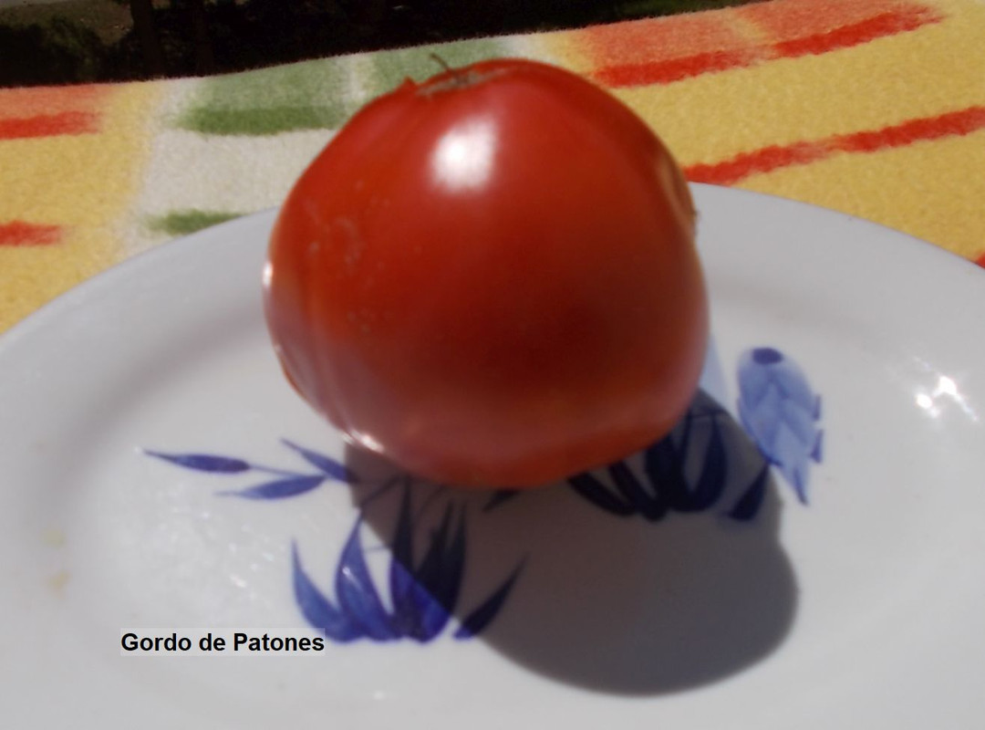 DSCN4310Gordo de Patones