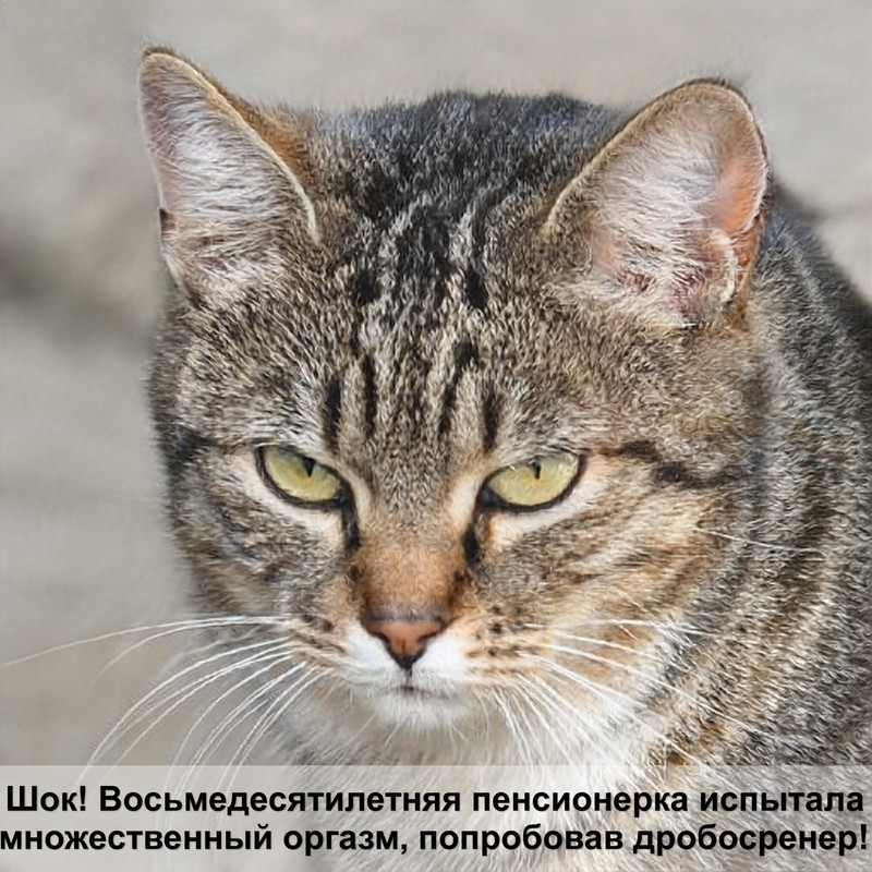 самые красивые породы котов