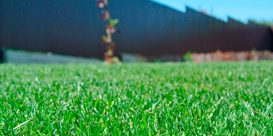 Зеленая трава для газона