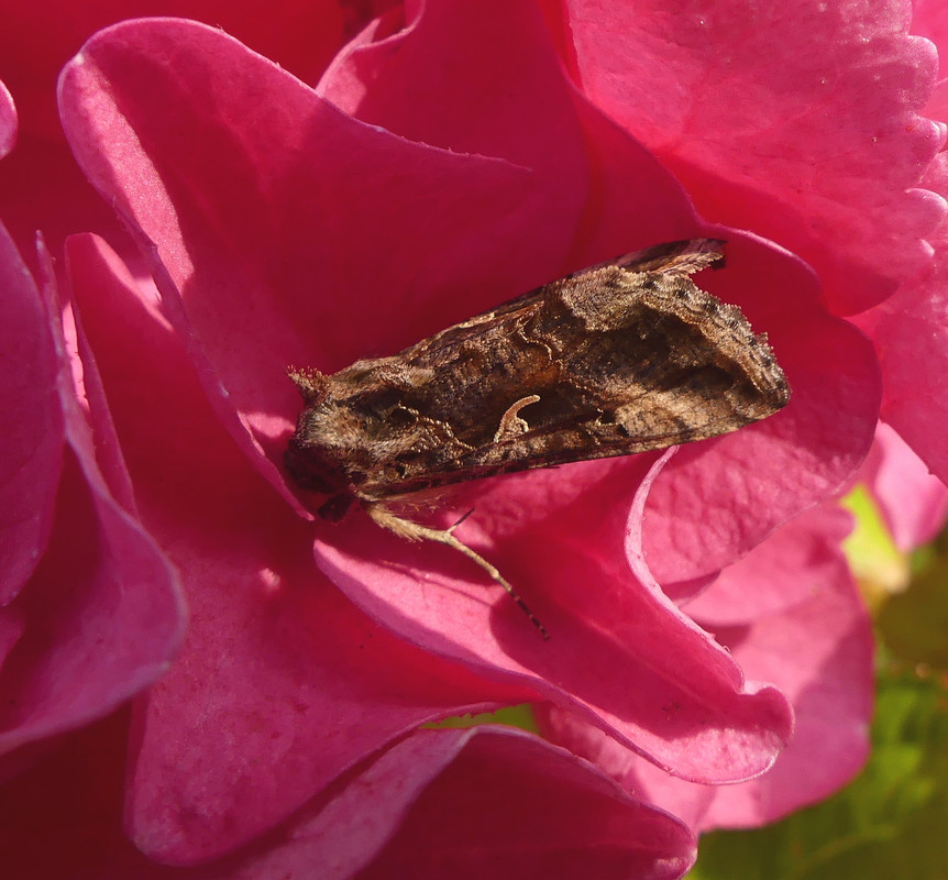 MOTH 2 170824