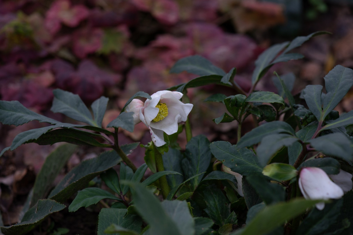 IMG-11292395501b9ce6b97ea6ba4773b7bd-V