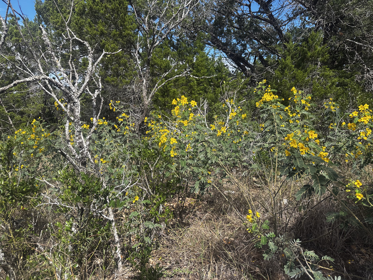 More yellow flowers