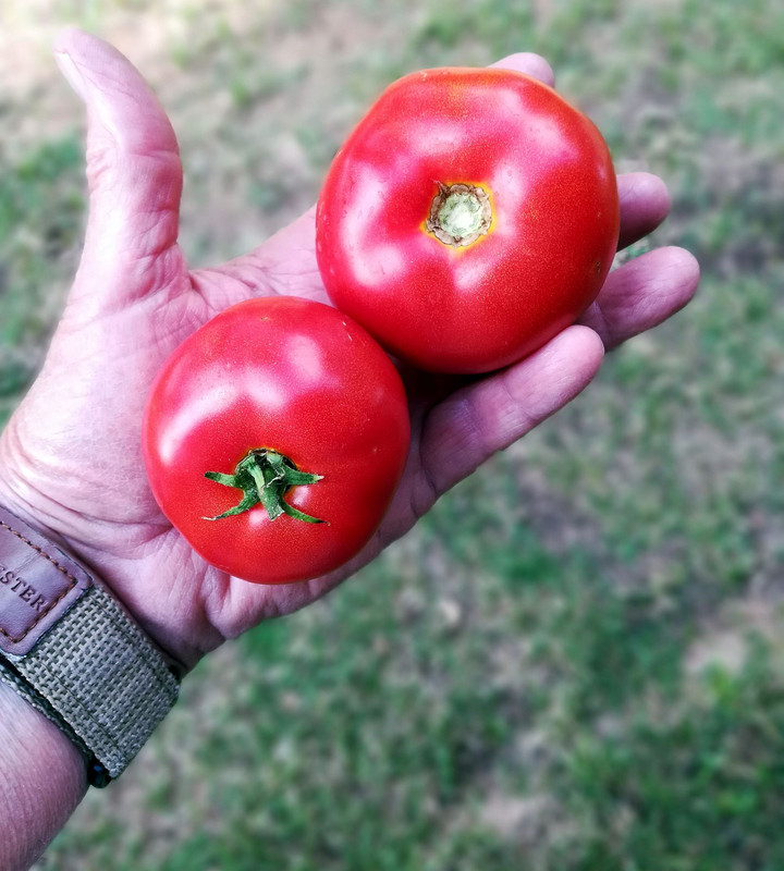 BigBeeftomatoes