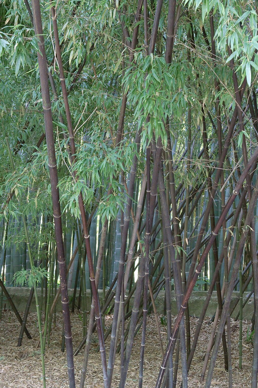 Black Bamboo Plant