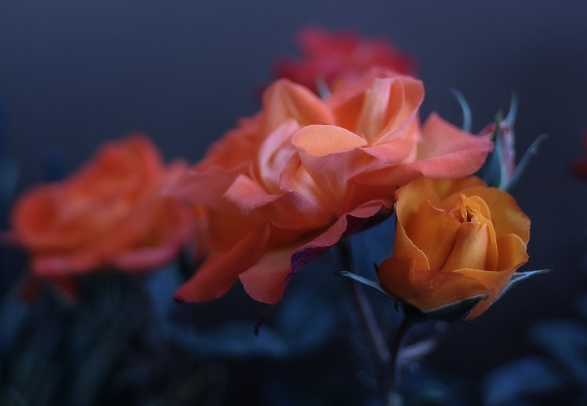 SDIM1316B