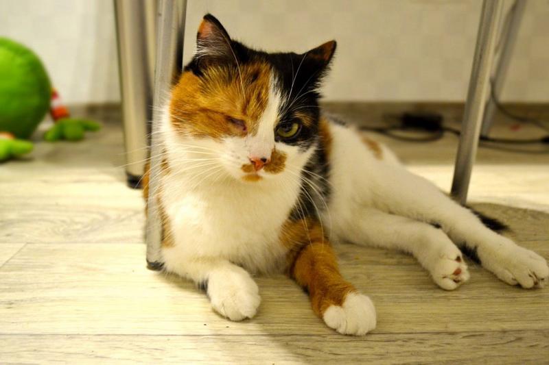 рысенок мой любимый