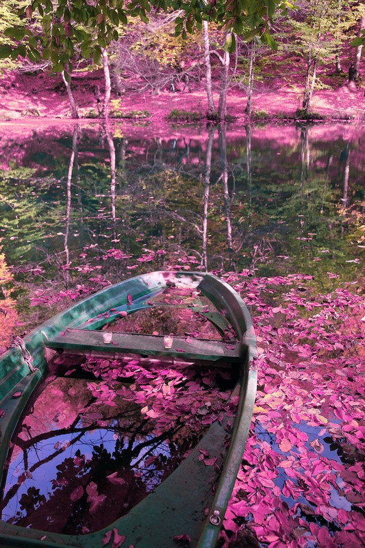 pink-4953994-1280.jpg