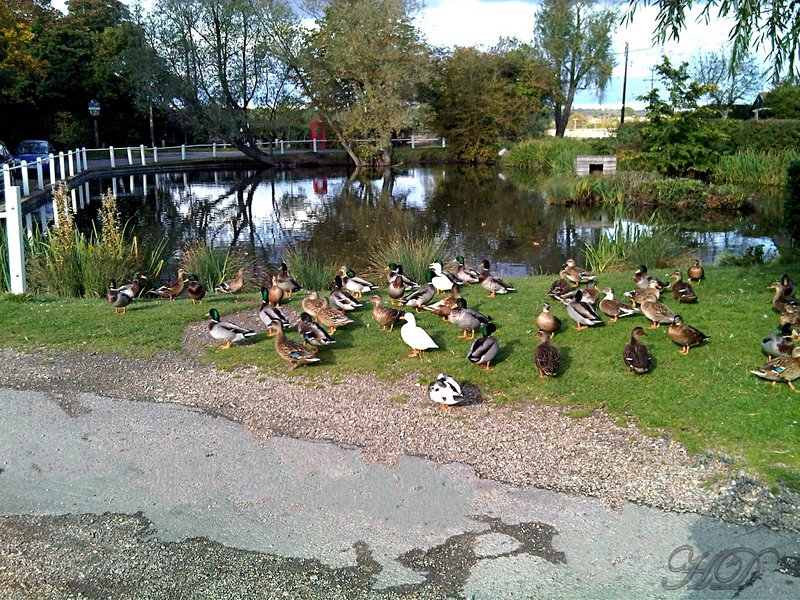 ducks-village-pond-HD.jpg