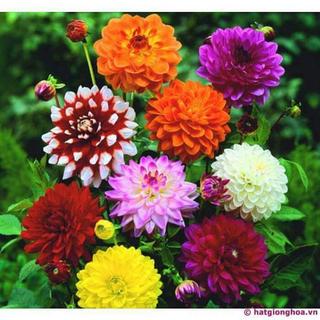 [Image: hoa-trung-tet-di-ak-1480787515-1409195-1480787515.jpg]