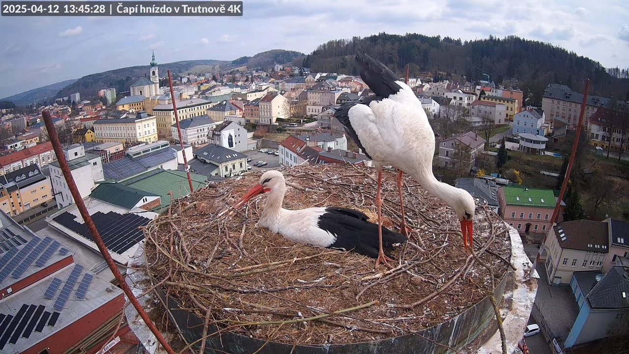 Živě z čapího hnízda na pivovarském komíně v Trutnově 10-4-40 screenshot