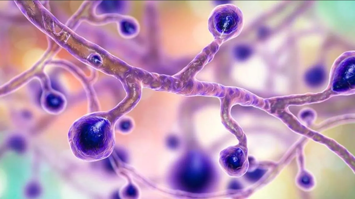 ¿Qué es la Blastomicosis y por qué es peligrosa para la humanidad?