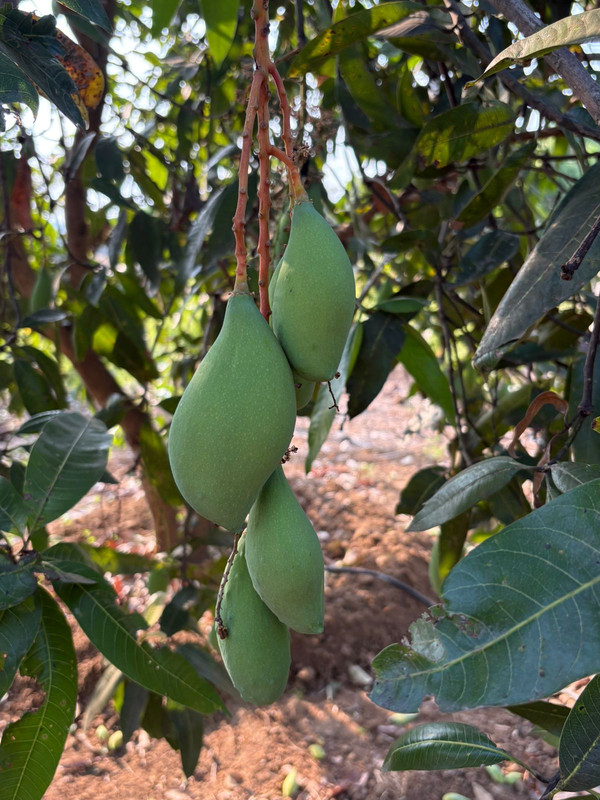 Aamravana Orchard Canopy