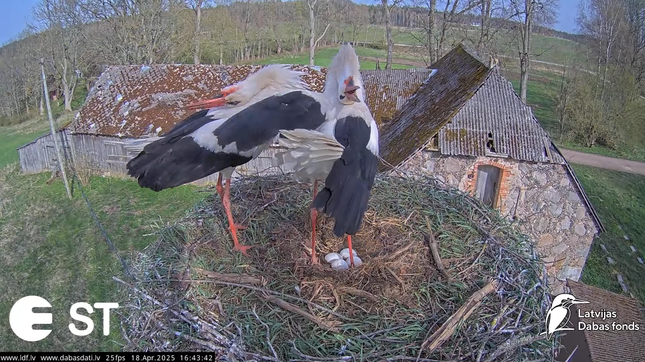 (24) Baltie stārķi (Ciconia ciconia) Tukuma novadā __ White storks in Tukums, Latvia - YouTube - 107