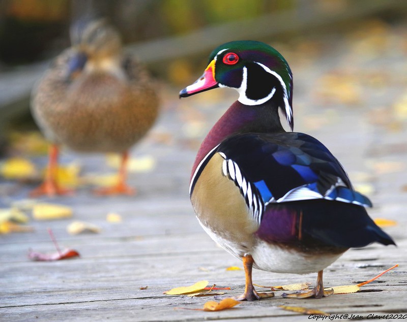 purple-wood-duck.jpg