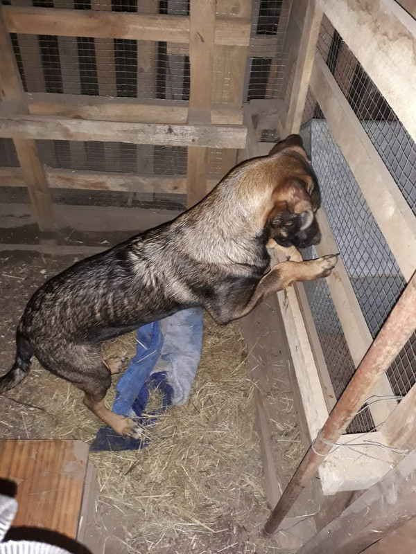 на передержке7