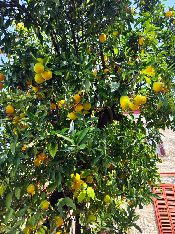 IMG 20251026 111505 1