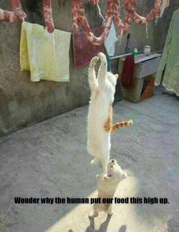 wonder-why-the-human-put-our-food-this-high-up