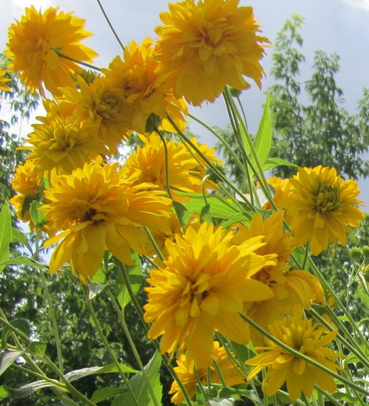 1660336984-12-funart-pro-p-zolotoi-shar-tsvetok-tsveti-krasivo-foto-12