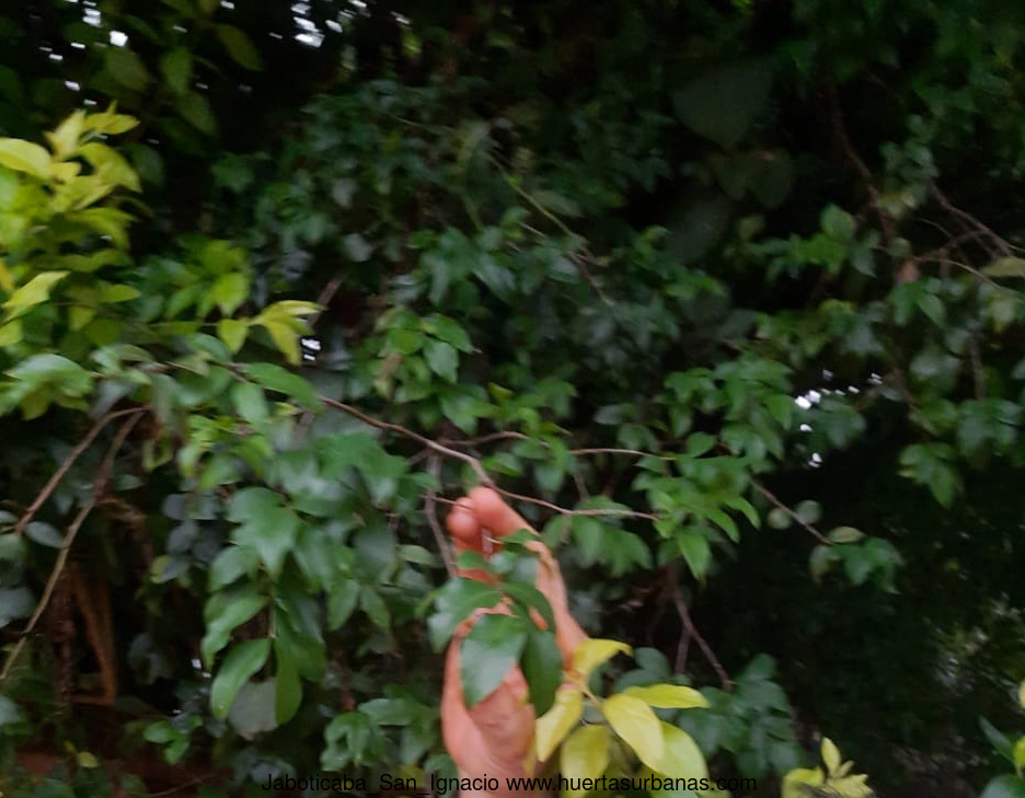 Huertasurbanas_com-san_ignacio_1.jpg-20211003_164956Jaboticaba_San_Ignacio