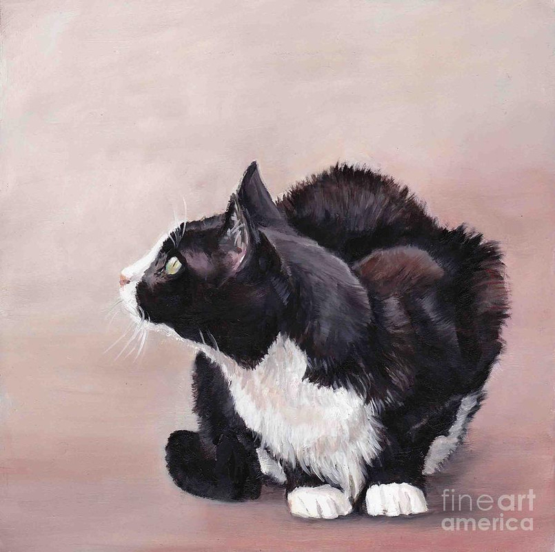 7-tuxedo-cat-bird-watcher-charlotte-yealey