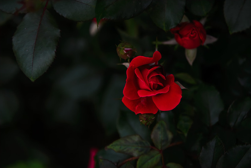 redroseonblack.jpg