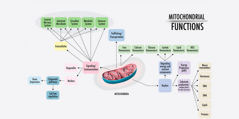 Scientific Research Visualization