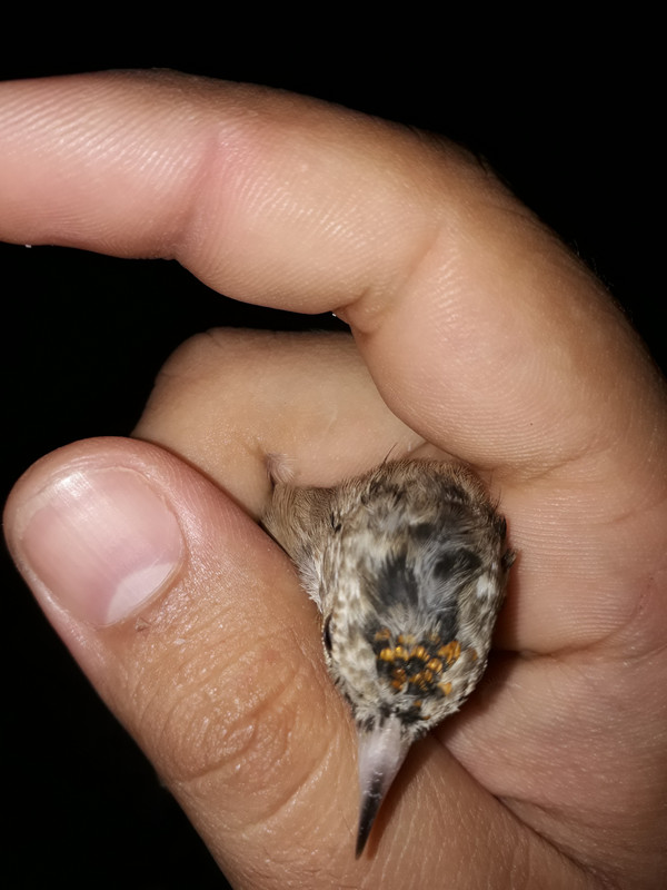 صورة