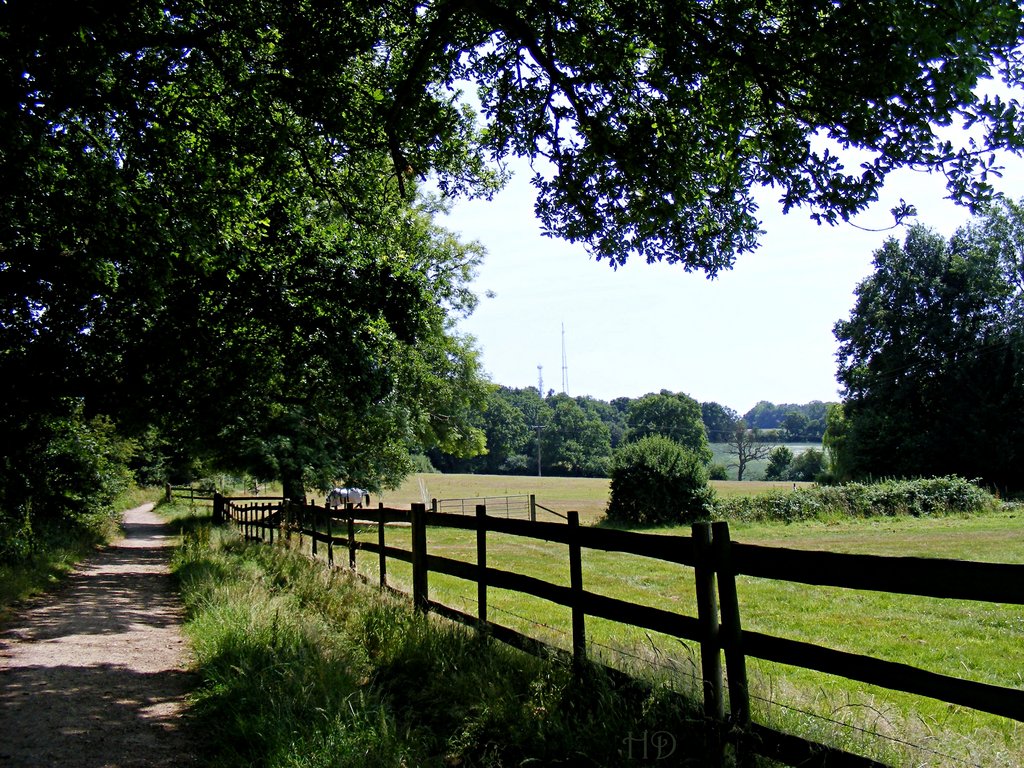 horse-filed-ep-grn-HD.jpg