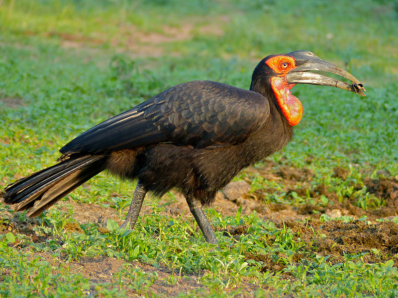 Burundi (2014) Serie de aves africanas Bucorvus-leadbeateri