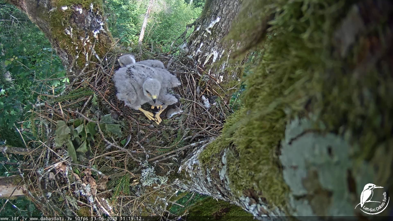 Melnās klijas (Milvus migrans) Kurzemē_ peļu klijāni (Buteo buteo) 7-12-15 screenshot