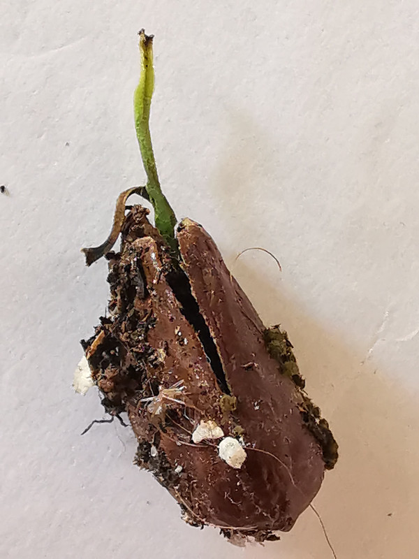 Obrázek WhatsApp, 2025-01-30 v 11.51.13_068f15b9